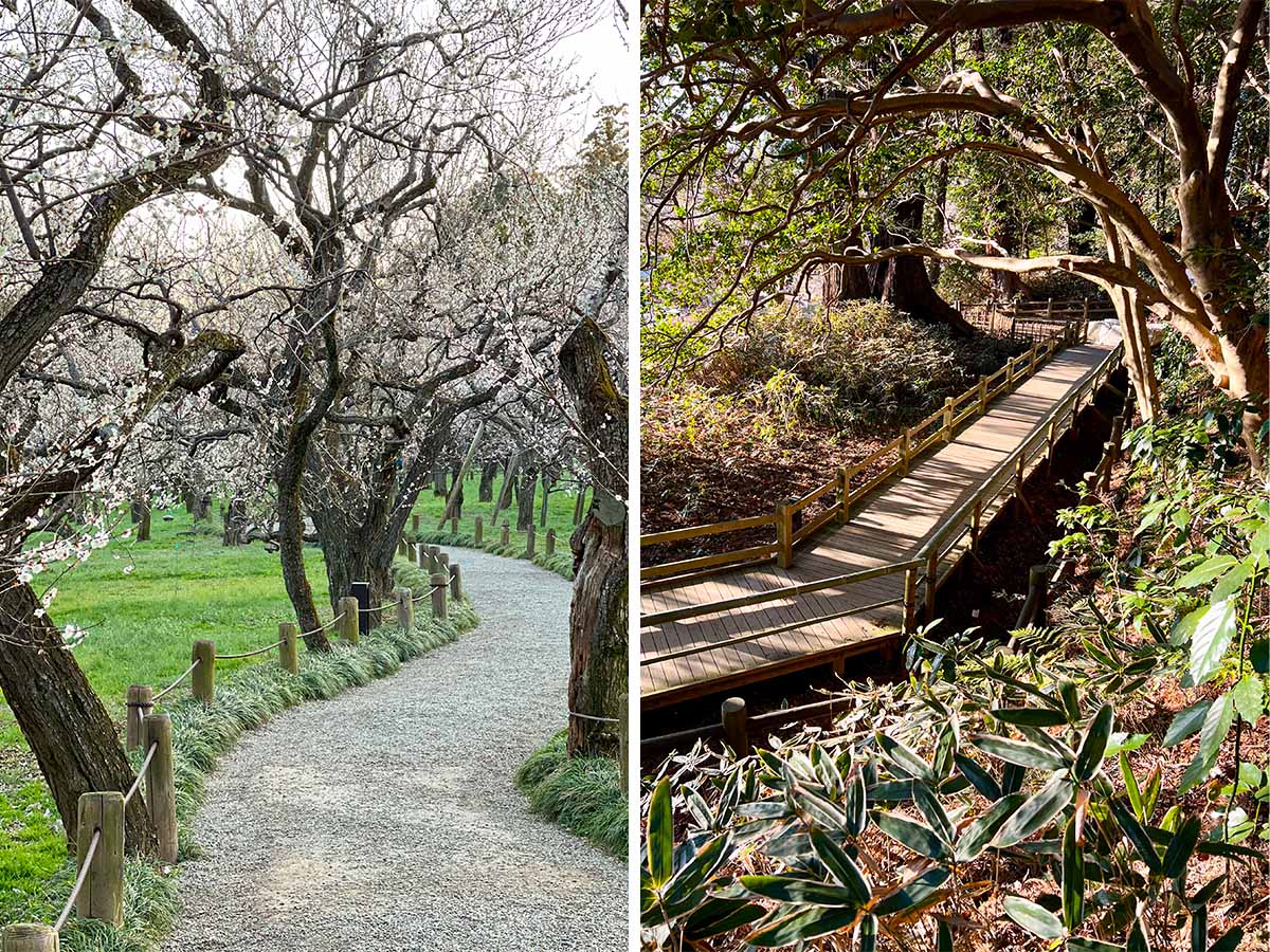 Kairakuen Garden path and trees