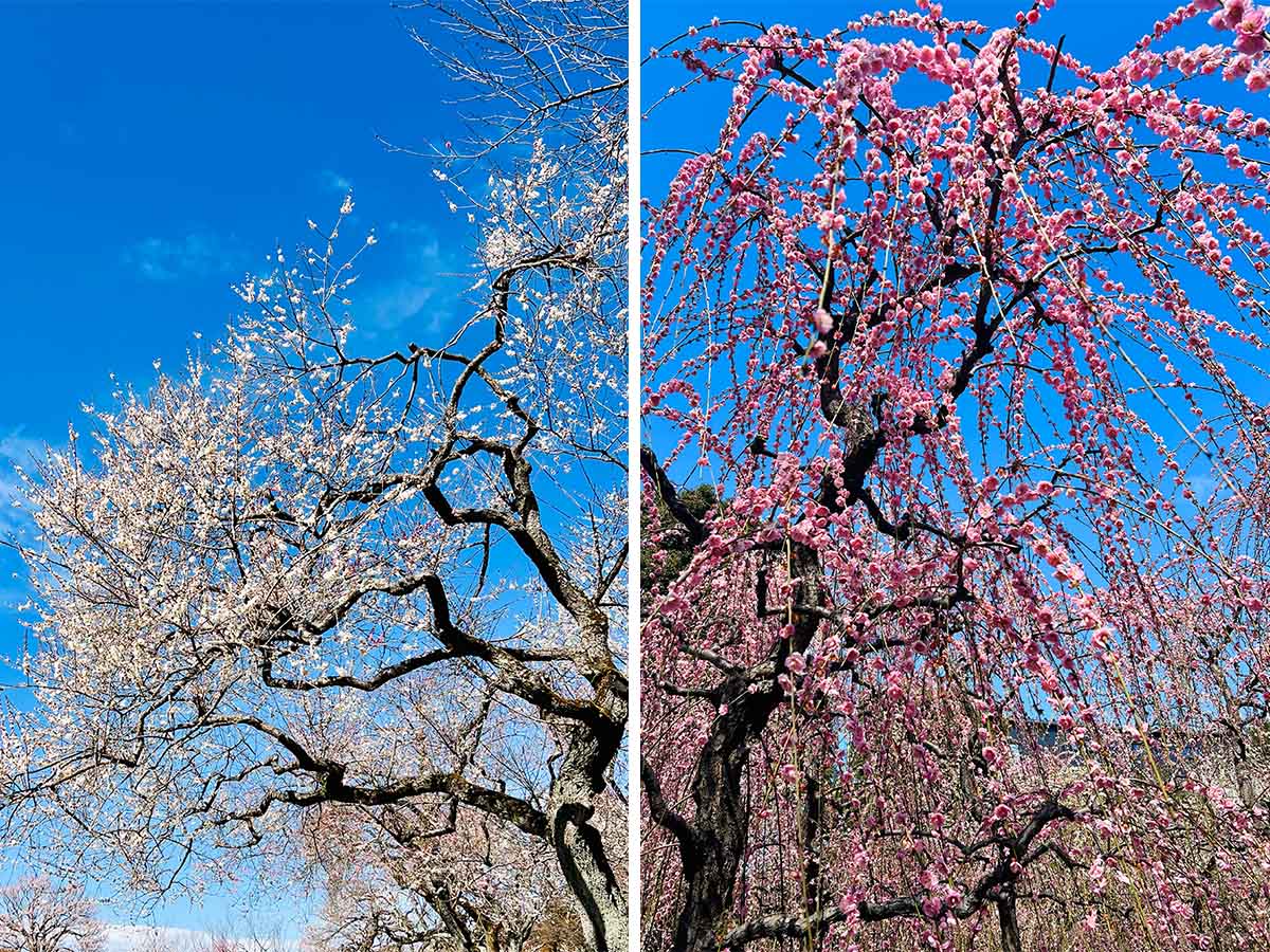 Kairakuen garden white and pink blossoms