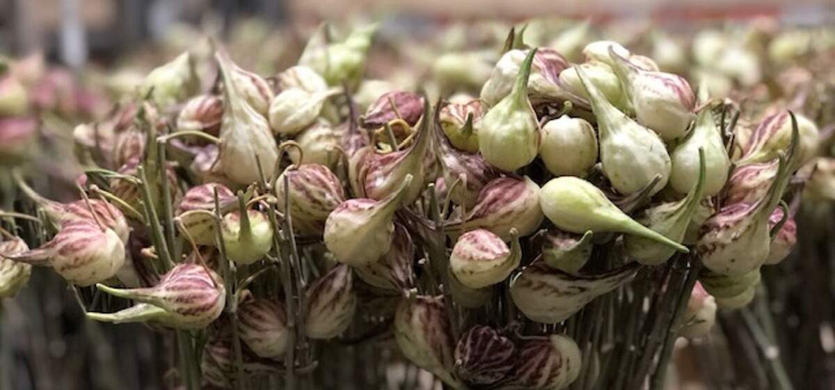 Ilex Verboom Gold - Cut Flowers - on Thursd for Peter's weekly Menu