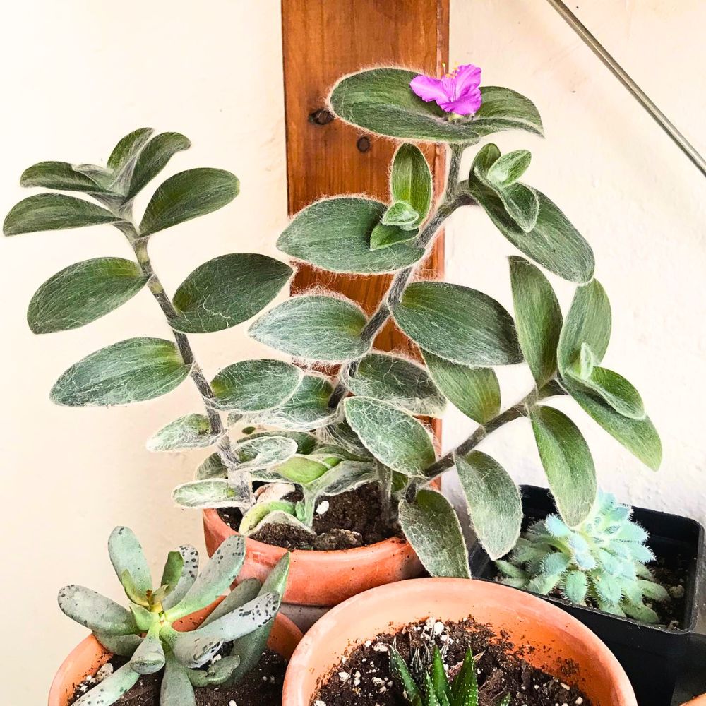 White velvet Tradescantia sillamontana with purple flower