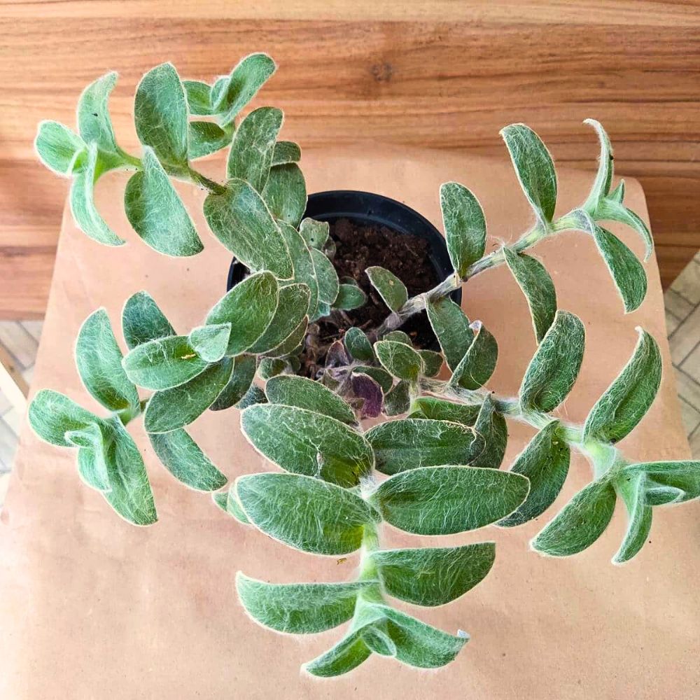 Top view of white velvet Tradescantia sillamontana leaves