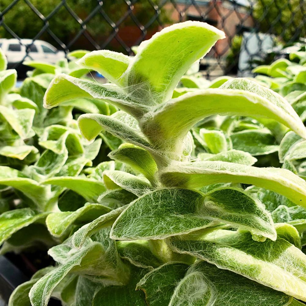 Close-up of white velvet Tradescantia sillamontana leaves