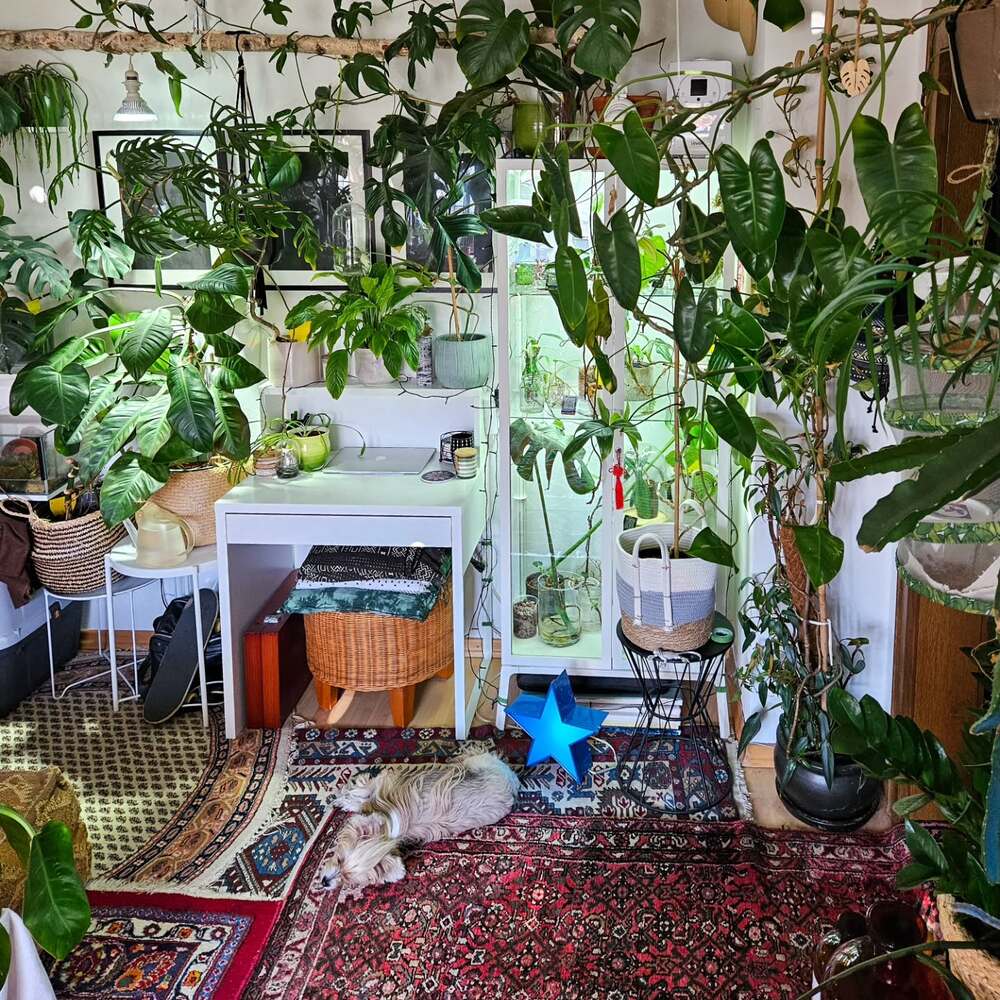 Home interior plants