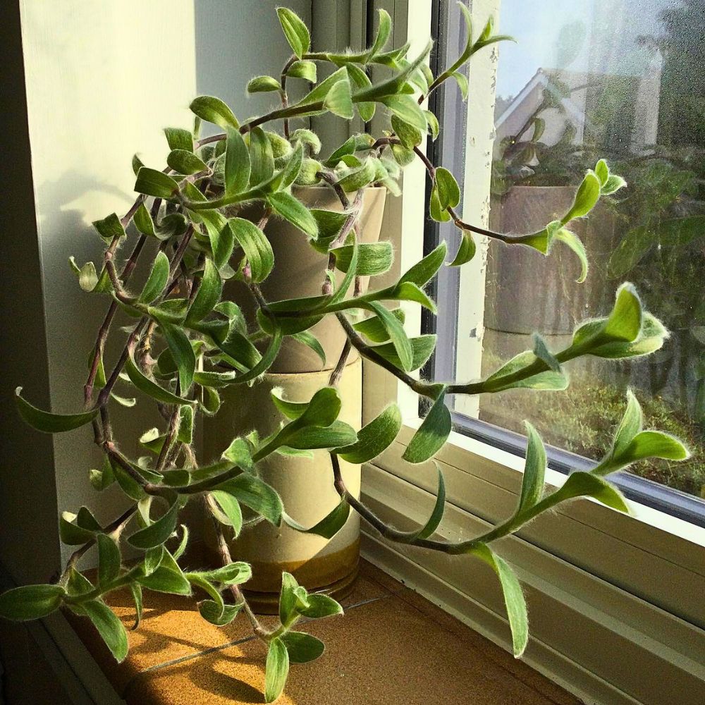 Trailing white velvet Tradescantia sillamontana plant