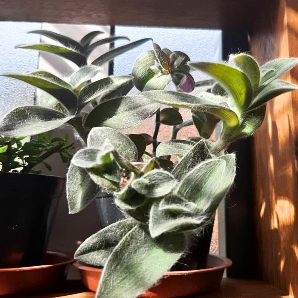 Sunlit white velvet Tradescantia sillamontana leaves