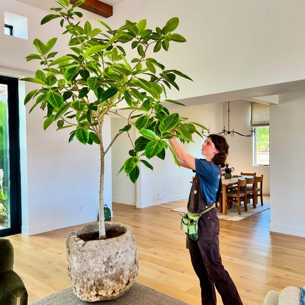 lady caring their indoor plant