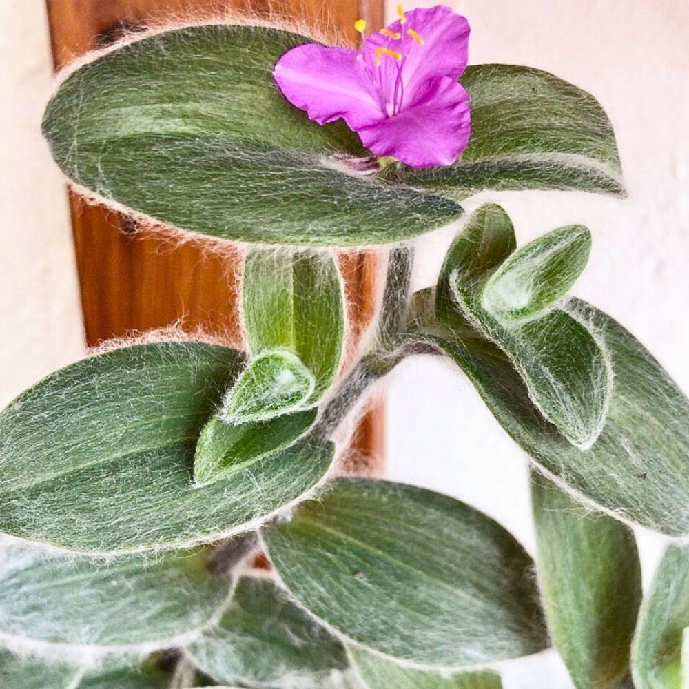 White velvet Tradescantia sillamontana with pink flower