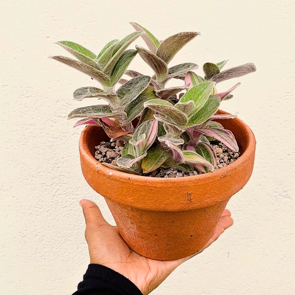 Hand holding white velvet Tradescantia sillamontana