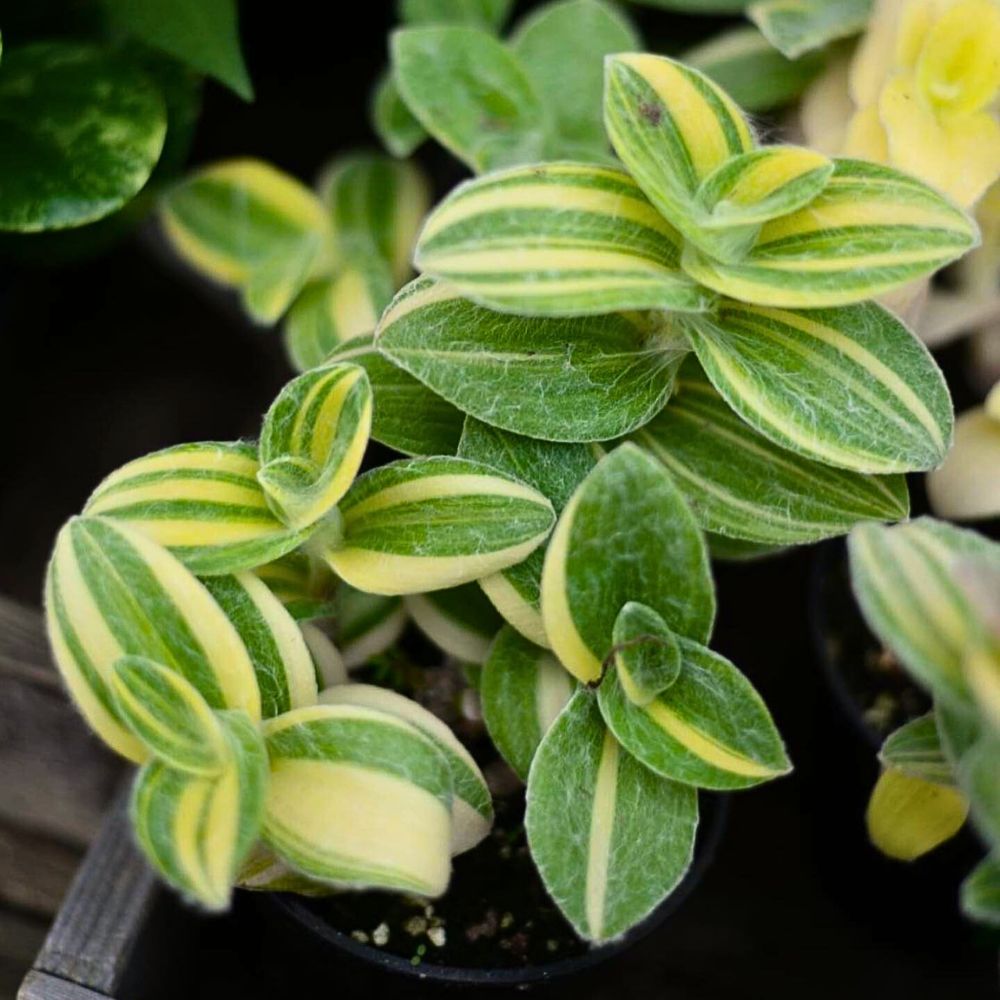 Tradescantia Sillamontana, the Whimsical White Velvet Wandering Jew