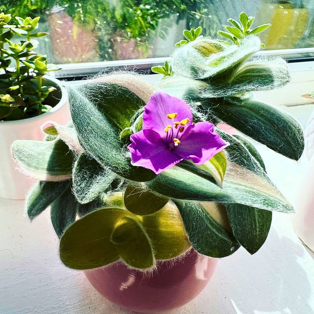 White velvet Tradescantia sillamontana with purple flower