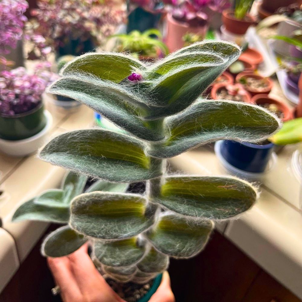 White velvet Tradescantia sillamontana with buds