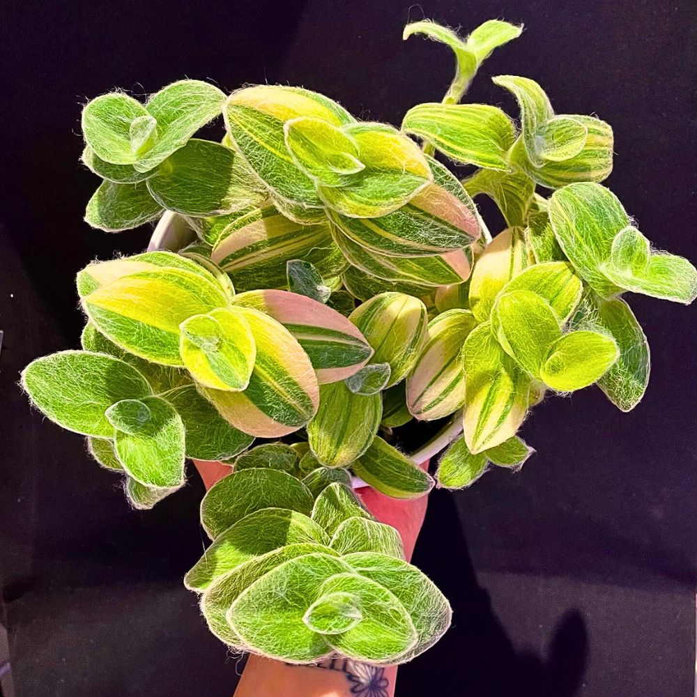 Vibrant green, white velvet Tradescantia sillamontana