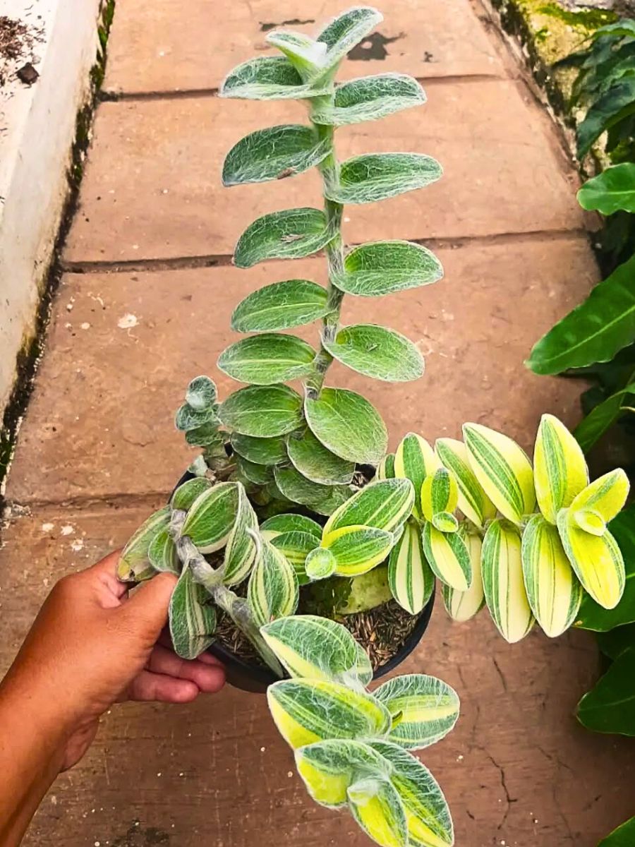 Hand holding white velvet Tradescantia sillamontana plant