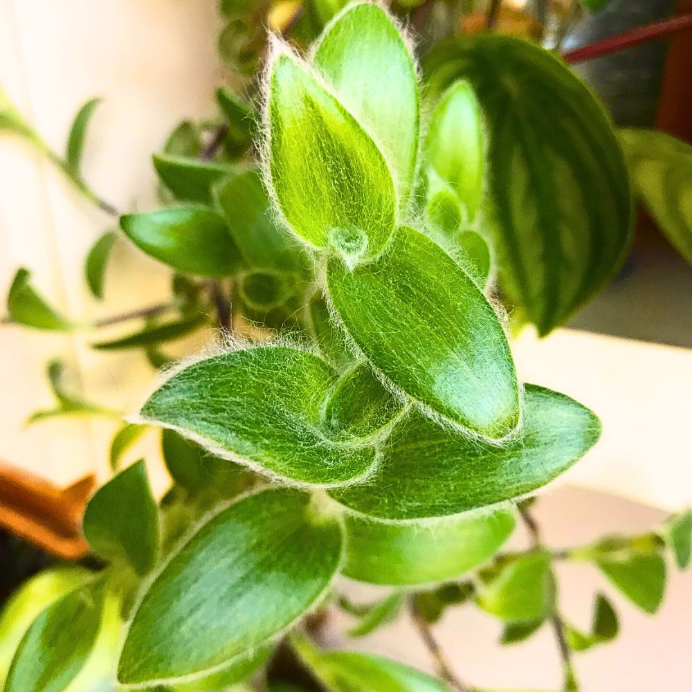 Close-up of white velvet Tradescantia sillamontana leaves