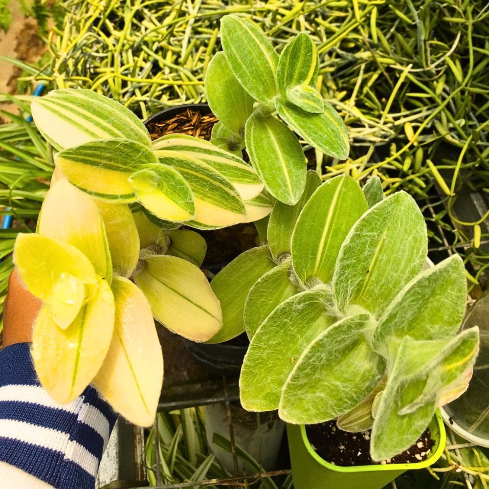 Close-up of Tradescantia sillamontana