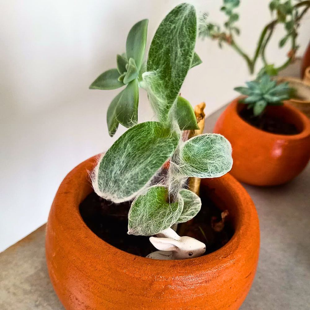 White velvet Tradescantia sillamontana in pot