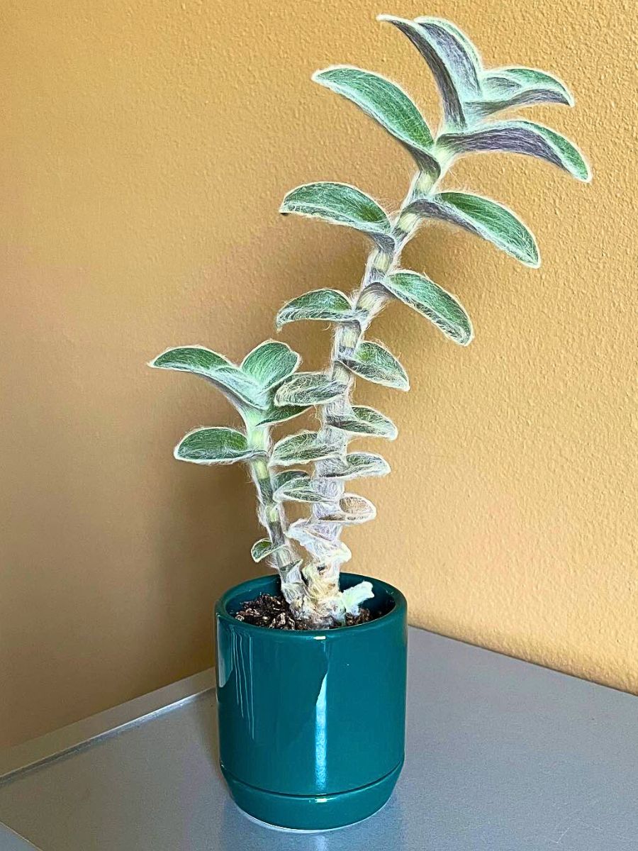 White velvet, Tradescantia sillamontana plant.