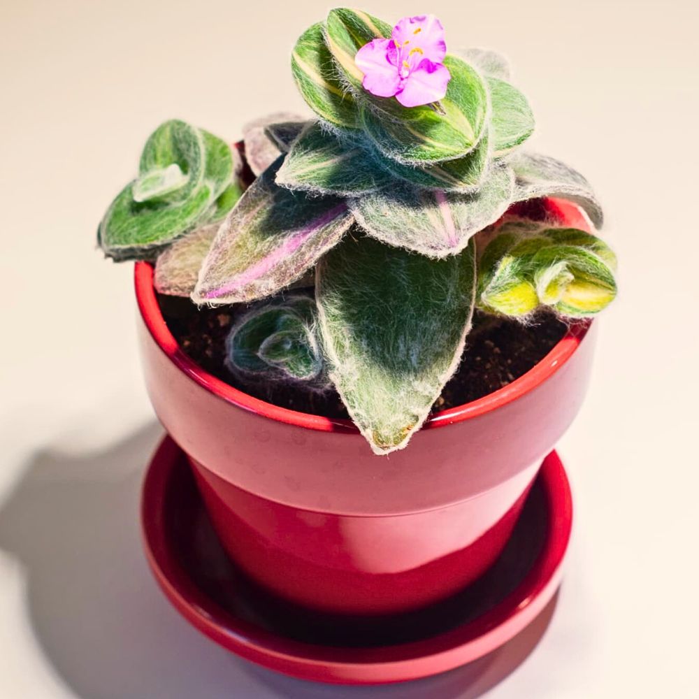 Potted white velvet Tradescantia sillamontana with flower