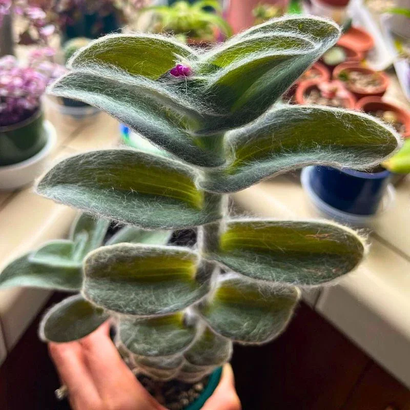 Tradescantia Sillamontana, the Whimsical White Velvet Wandering Jew