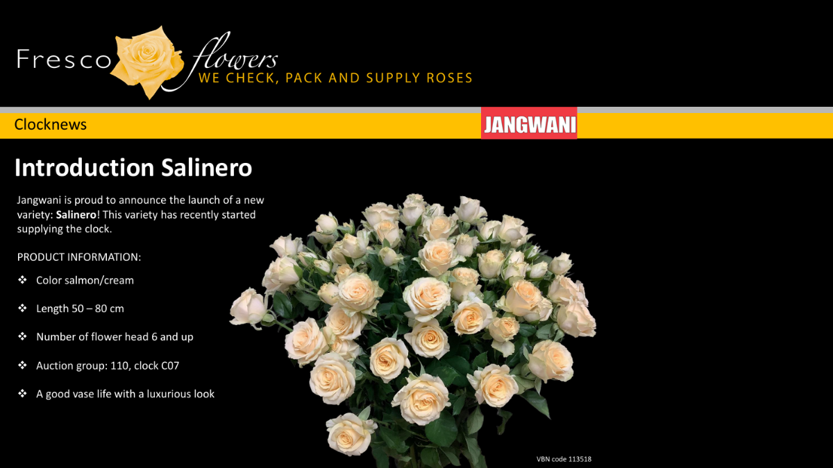 Rose Salinero by Fresco Flowers