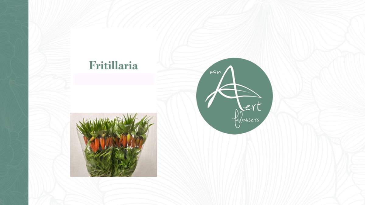 Fritillaria by Van Aert flowers