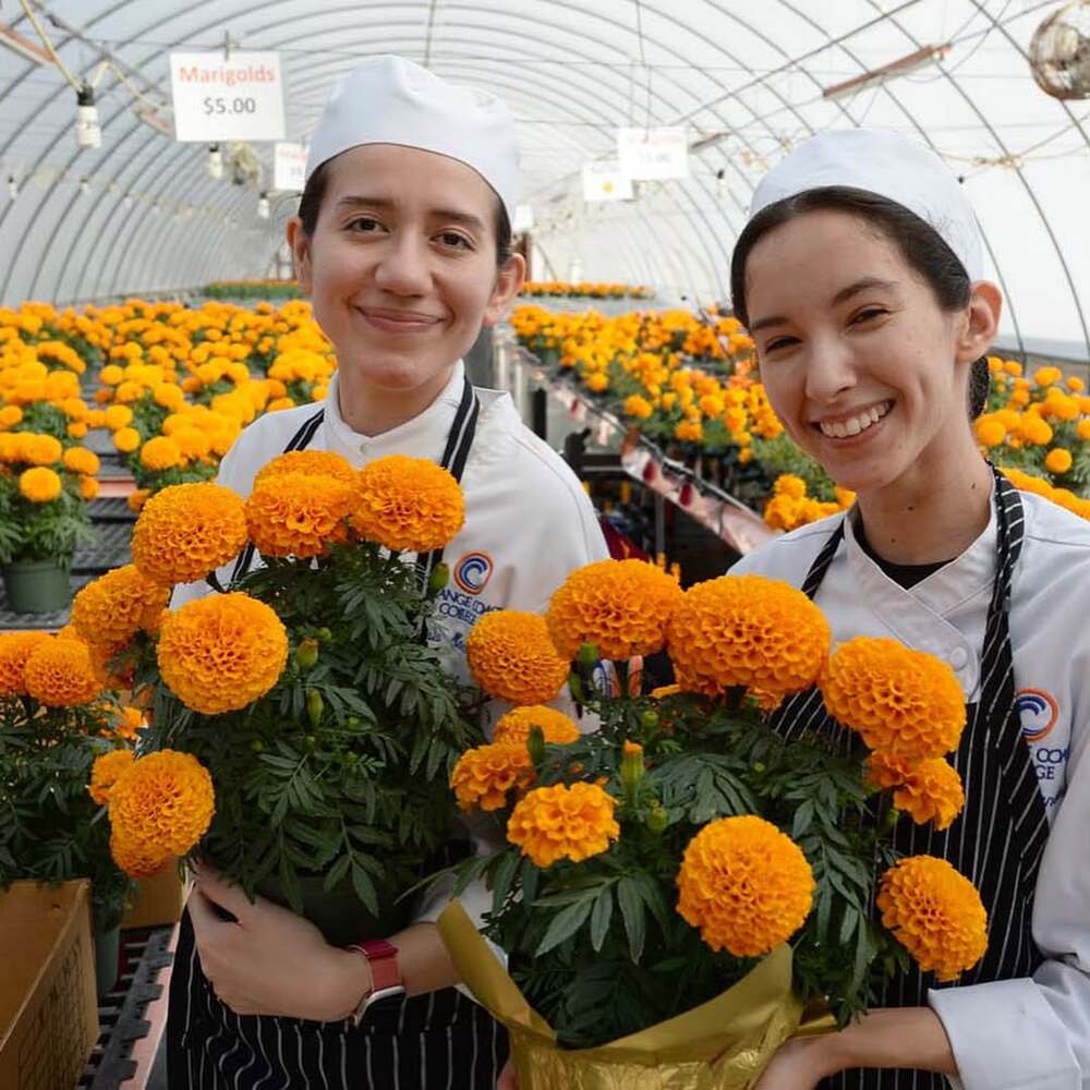 Two women holding marigold flowers in a greenhouse. orangecoastcollege   https://www.instagram.com/p/DBfMj-WykR5/