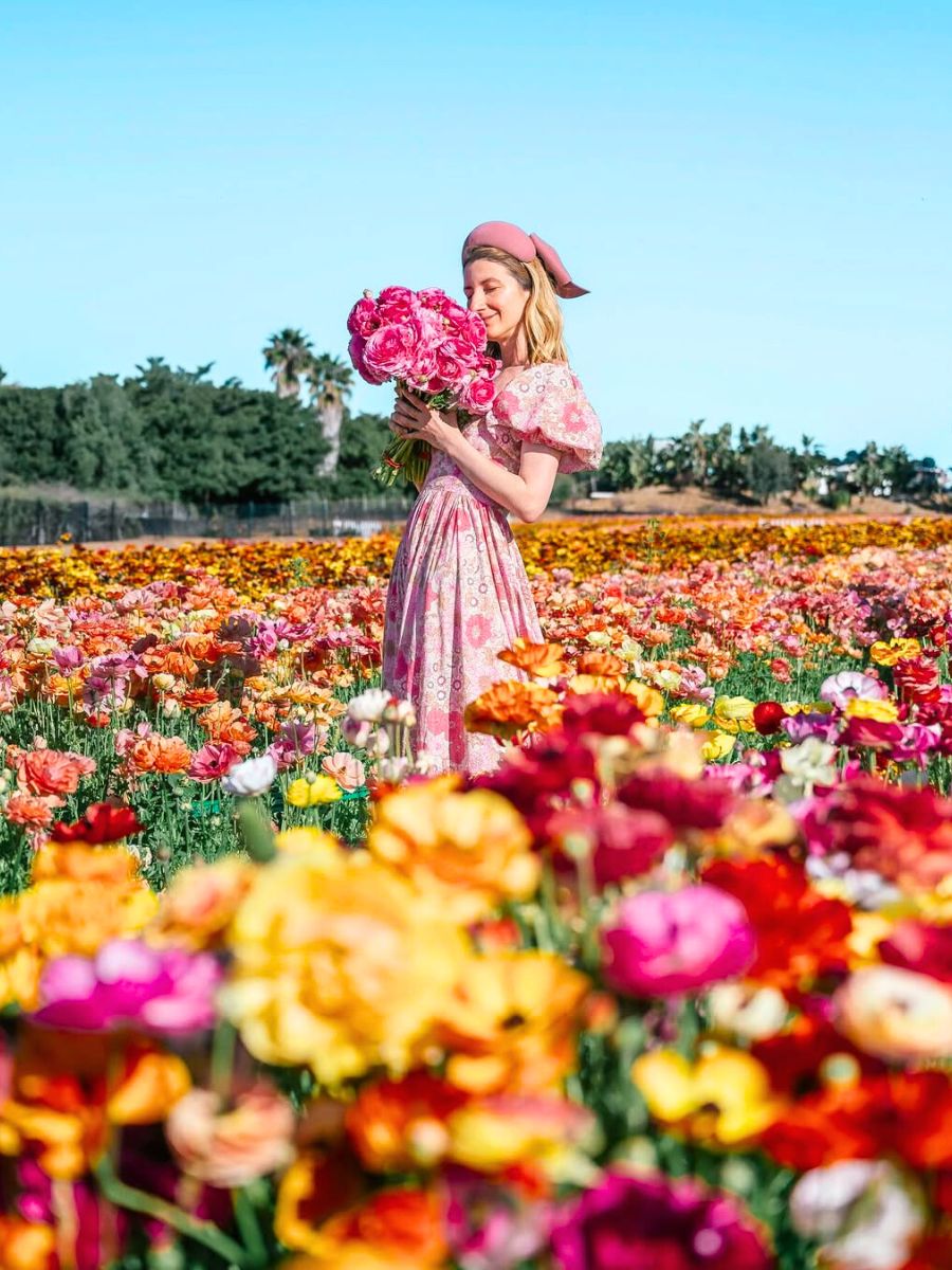 Carlsbad flower fields in California