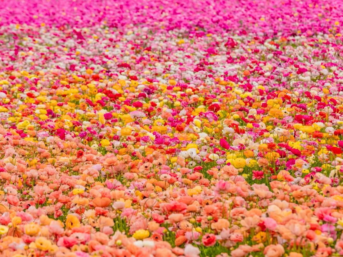 Bright Ranunculus at Carlsbad Flower Fields