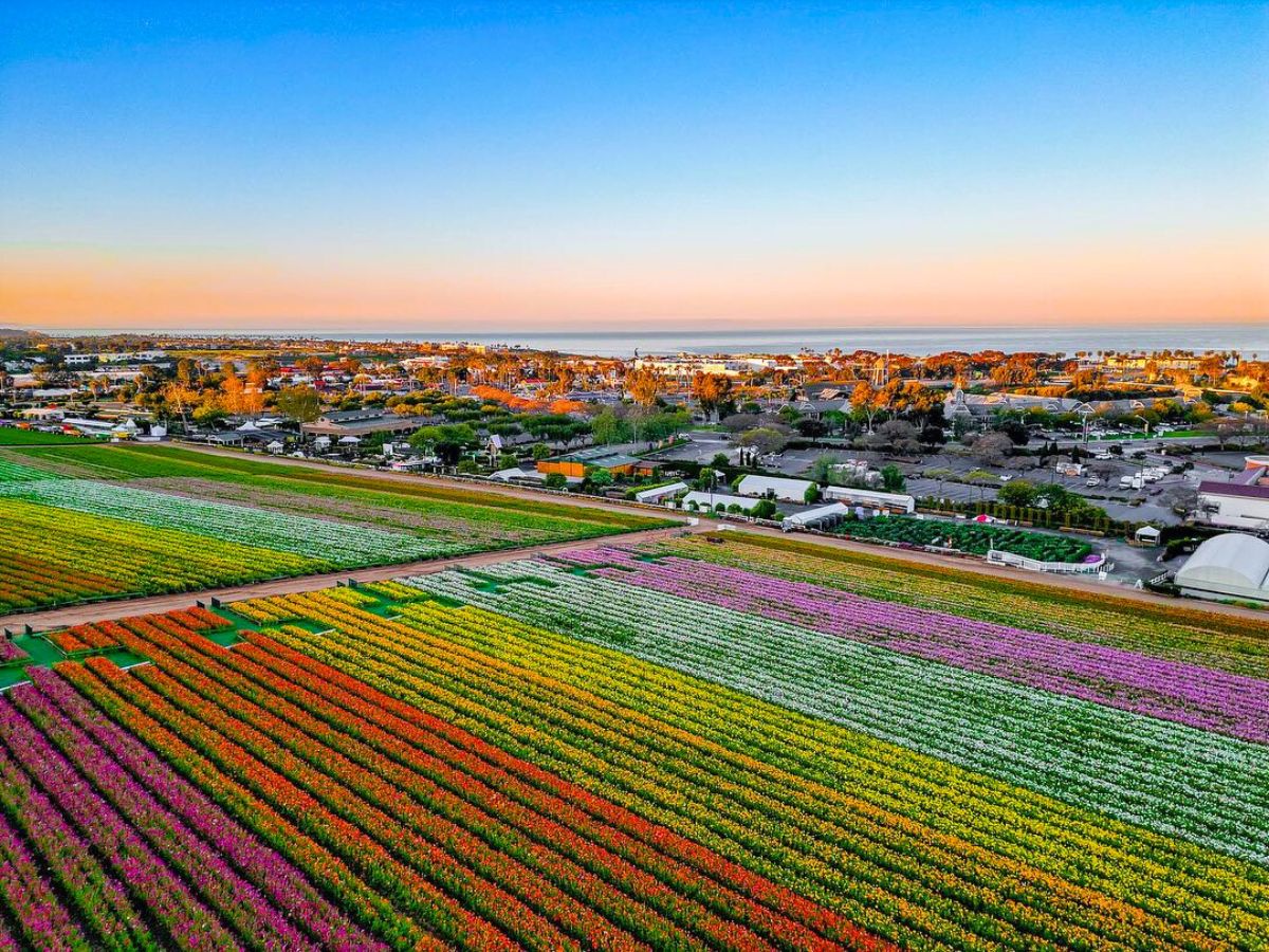 The view of California filled with Ranunculus