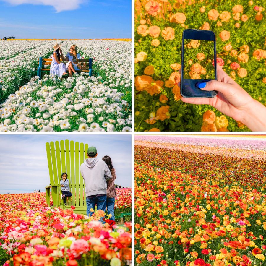 Ranunculus blooming at Carlsbad Flower Fields