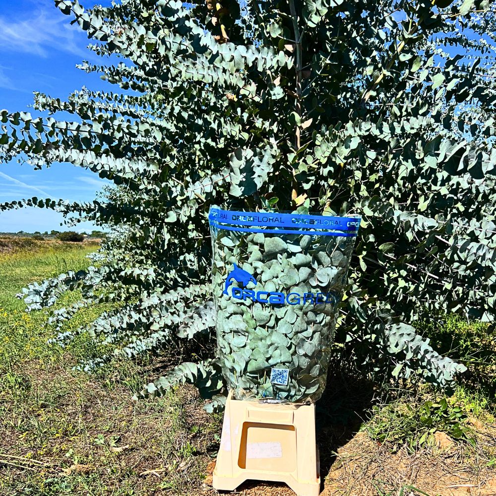 Italy’s Nori Fiori Delivers Fresh Eucalyptus Cinerea for Adomex’s OrcaGreen Label