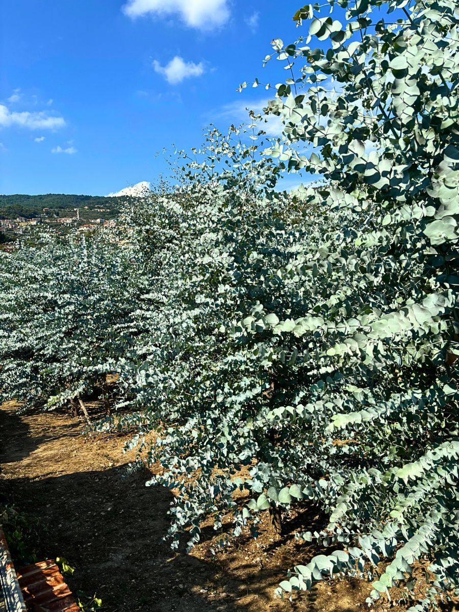 Italy’s Nori Fiori Delivers Fresh Eucalyptus Cinerea for Adomex’s OrcaGreen Label