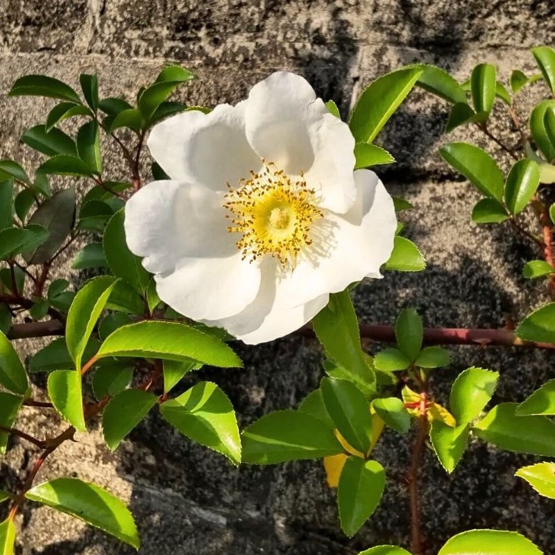 state flower of georgia - Thursd Article featured image