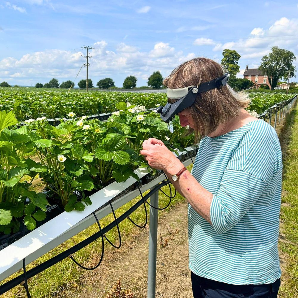 Why Integrated Pest Management Is Vital in Sustainable Pest Control in Floriculture