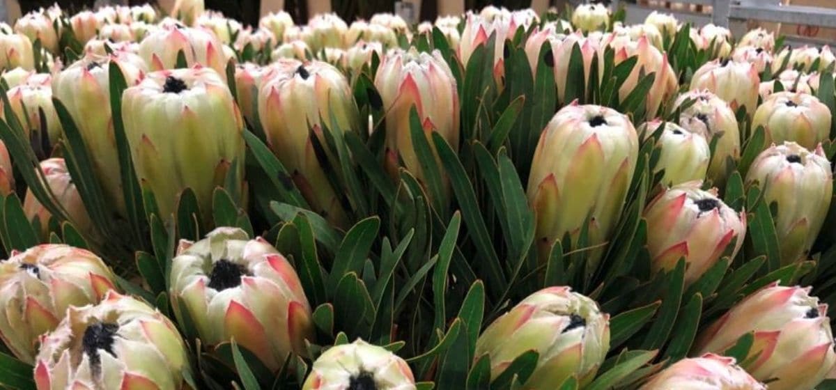 Protea White Night  - Cut Flowers - on Thursd for Peter's weekly Menu