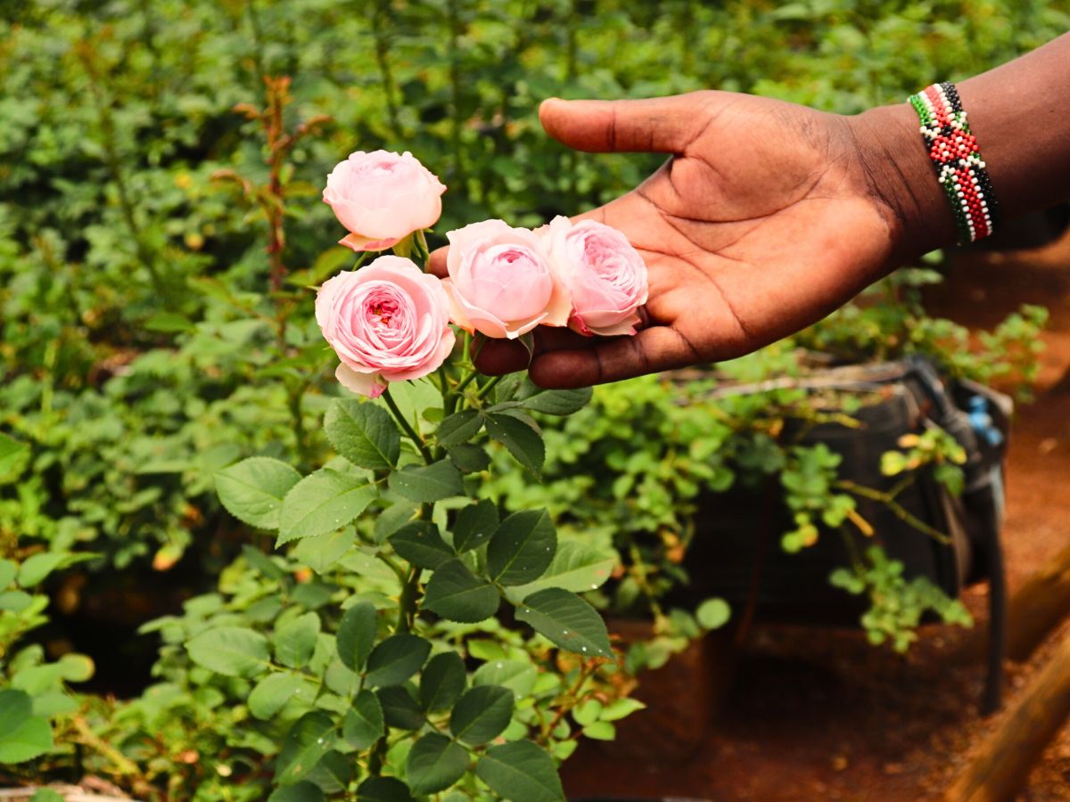 Why Integrated Pest Management Is Vital in Sustainable Pest Control in Floriculture