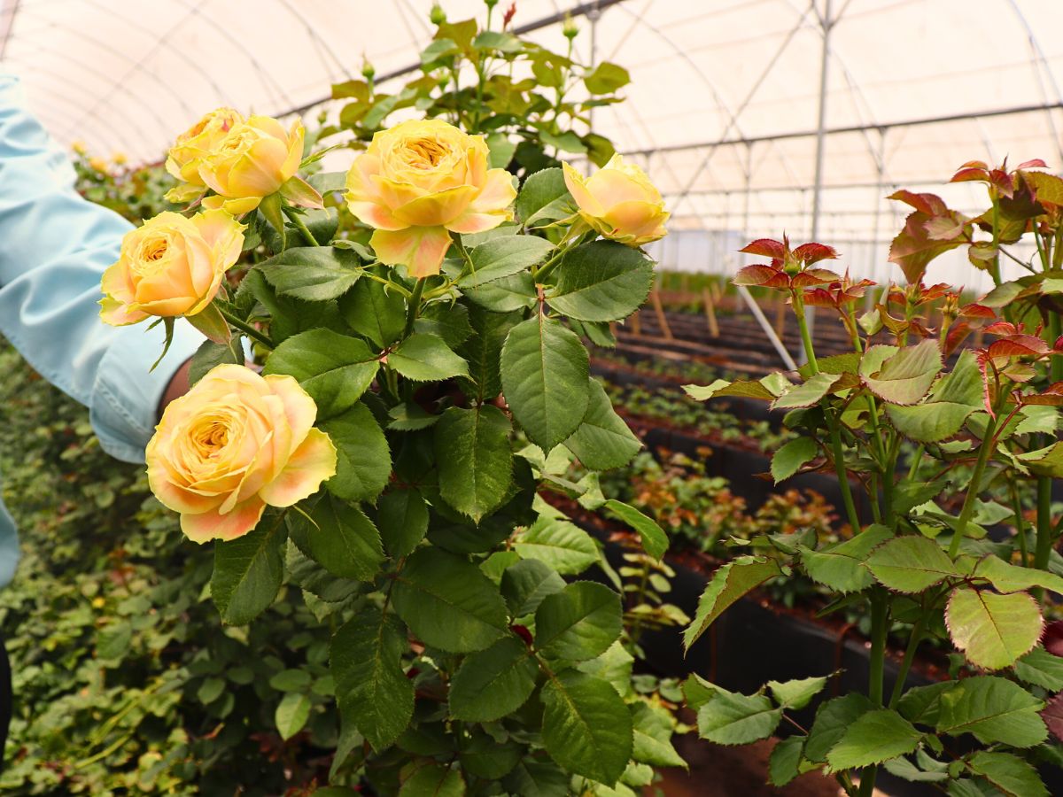 Why Integrated Pest Management Is Vital in Sustainable Pest Control in Floriculture