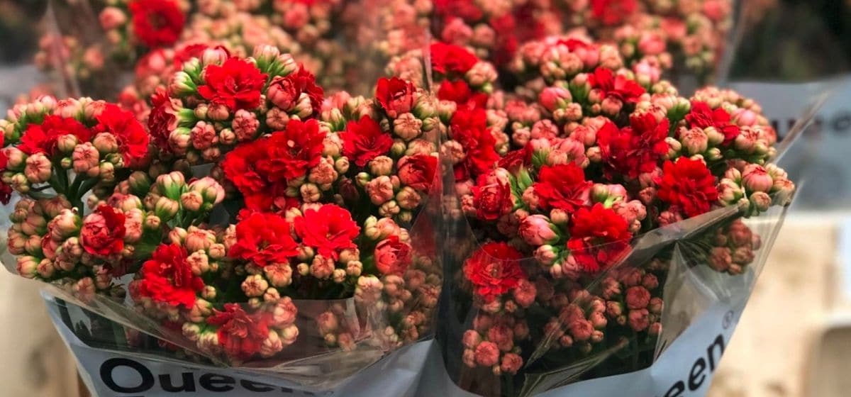 Kalanchoe Cardi Red Meadow  - Cut Flowers - on Thursd for Peter's weekly Menu