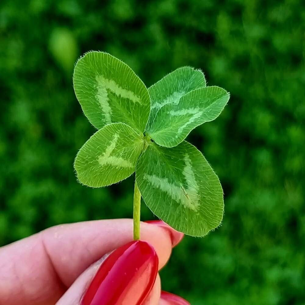 A hand holds a four-leaf clover above green grass and pink sneakers