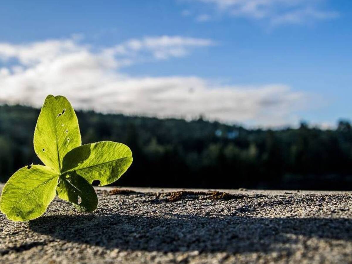 A single four-leaf clover sits on a rock with a blurred landscape behind