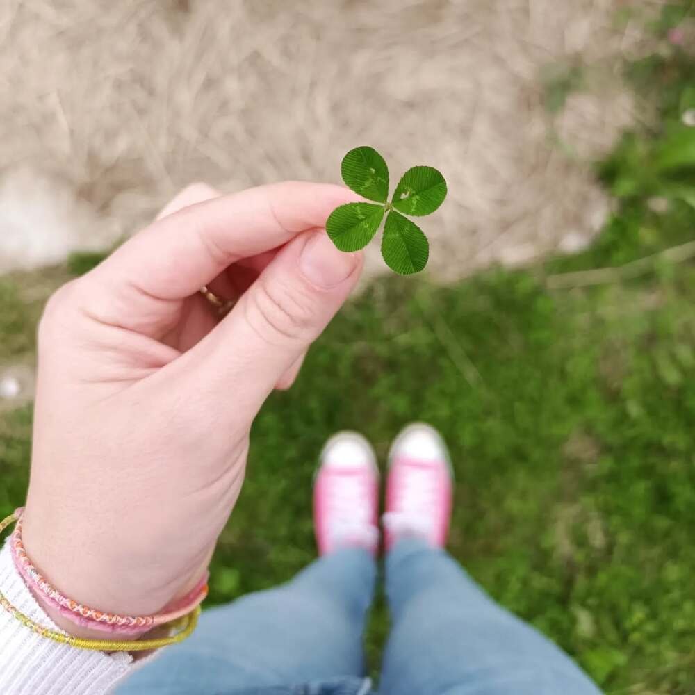 A hand holds a four-leaf clover above green grass and pink sneakers.