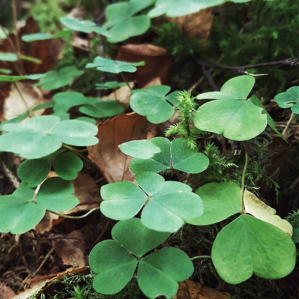 A cluster of green clover leaves on a forest floor with fallen leaves.