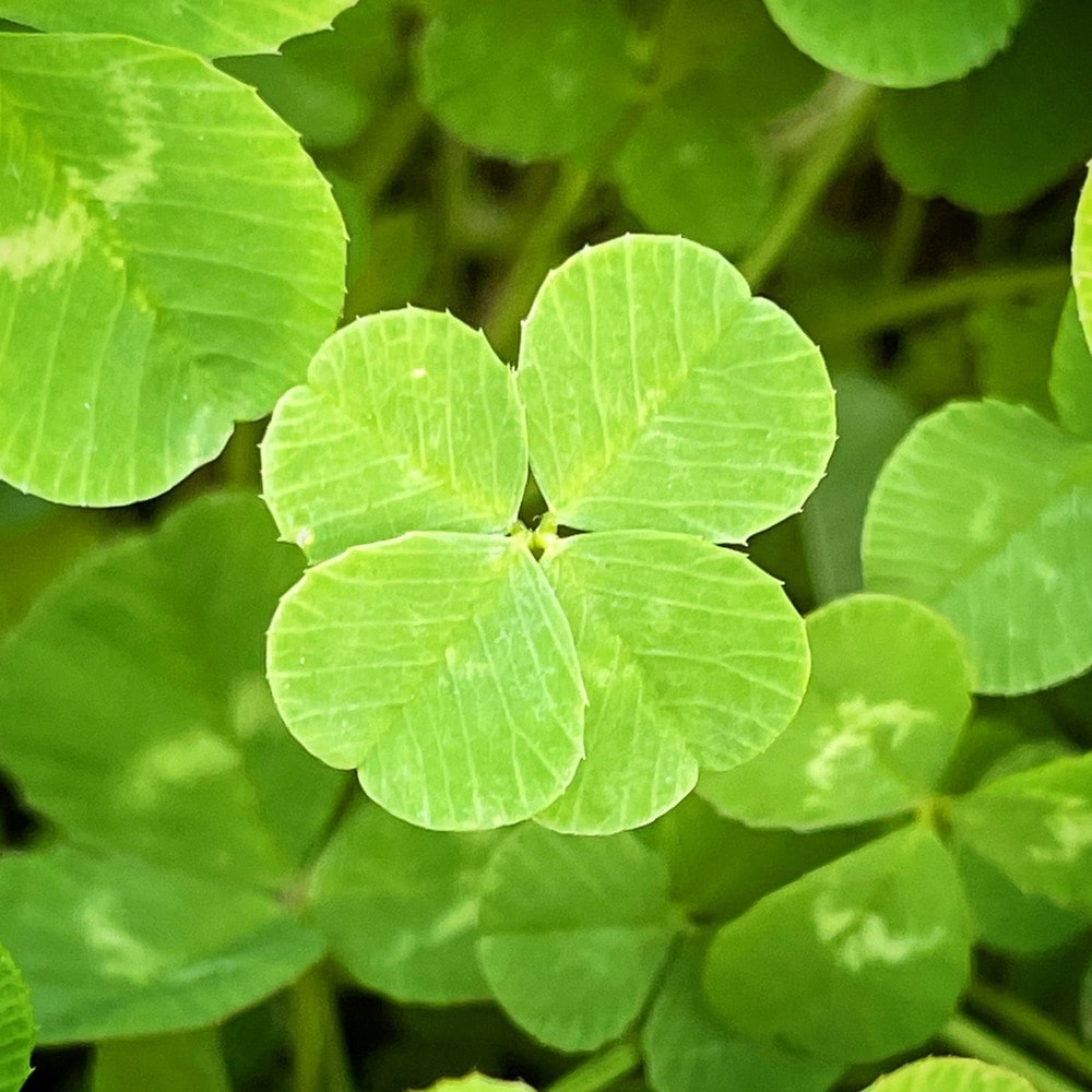 A vibrant four-leaf clover stands out among surrounding green leaves.