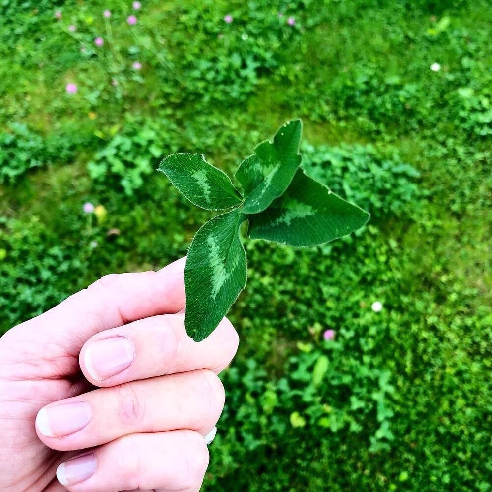 A hand holds a four-leaf clover above a lush green grassy field.