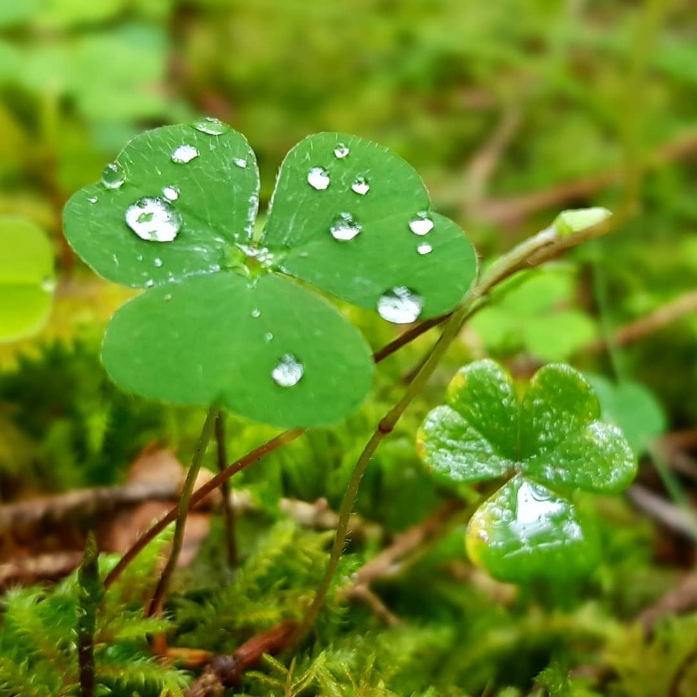 Close-up of clover leaves with water droplets on a green backdrop.