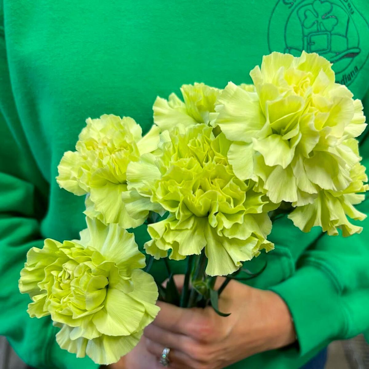 Tinted green carnations for Saint Patricks Day