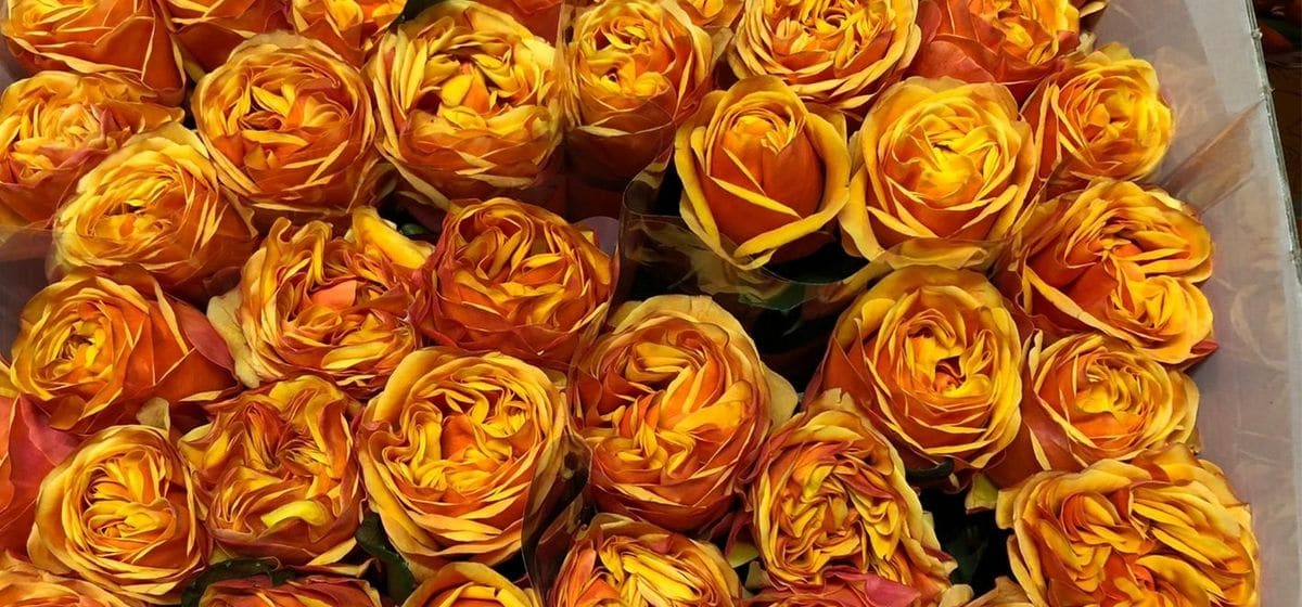Rosa Heliana Orange+ - Cut Flowers - on Thursd for Peter's weekly Menu