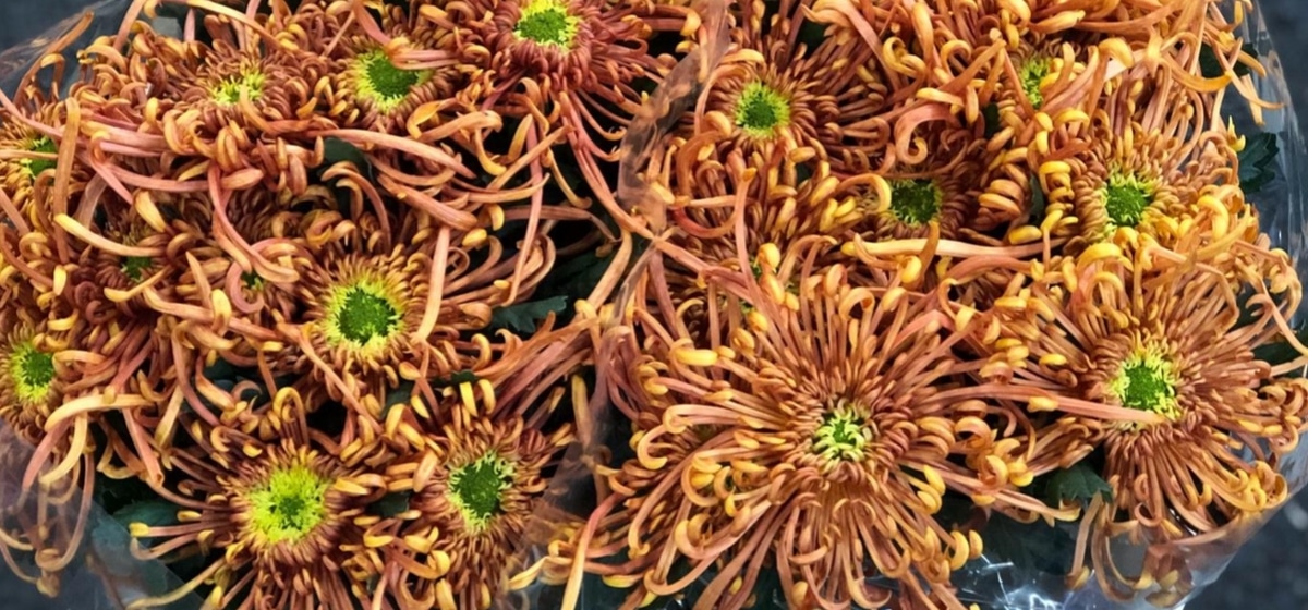 Chrysanthemum Cobra - Cut Flowers - on Thursd for Peter's weekly Menu