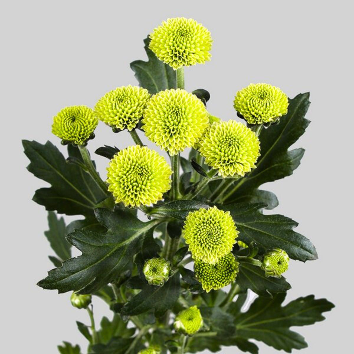 Chrysanthemum Calimero by Floritec