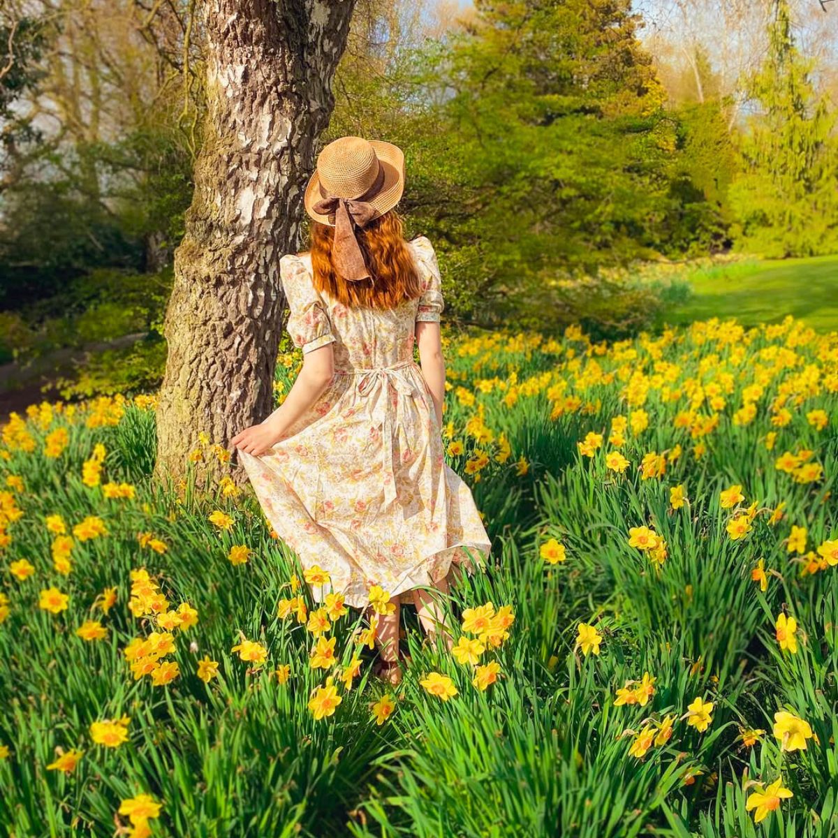 Fields of daffodils in spring